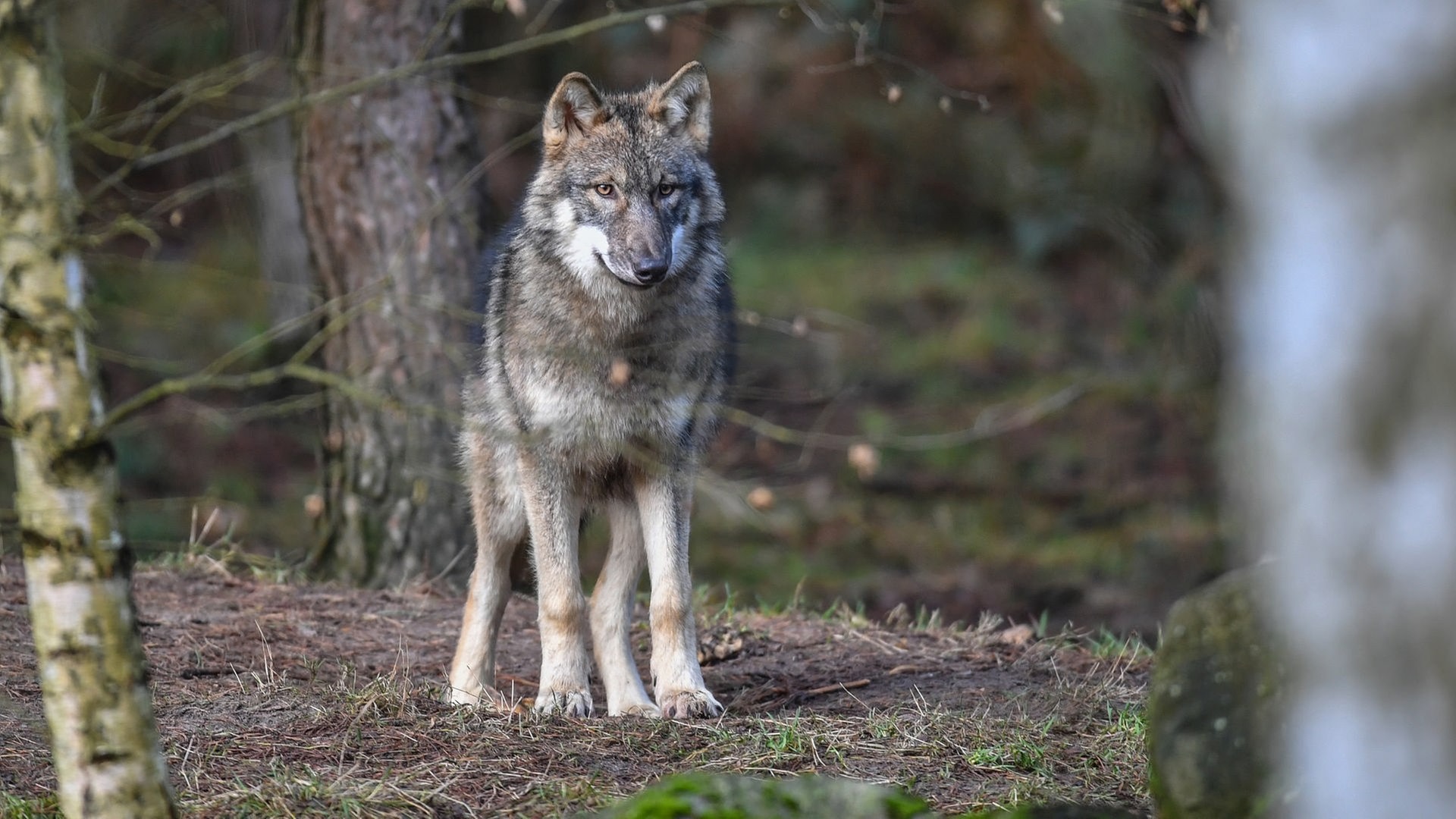 Wolf Soll In Niedersachsen Ins Jagdrecht Aufgenommen Werden Ndr De Nachrichten Niedersachsen