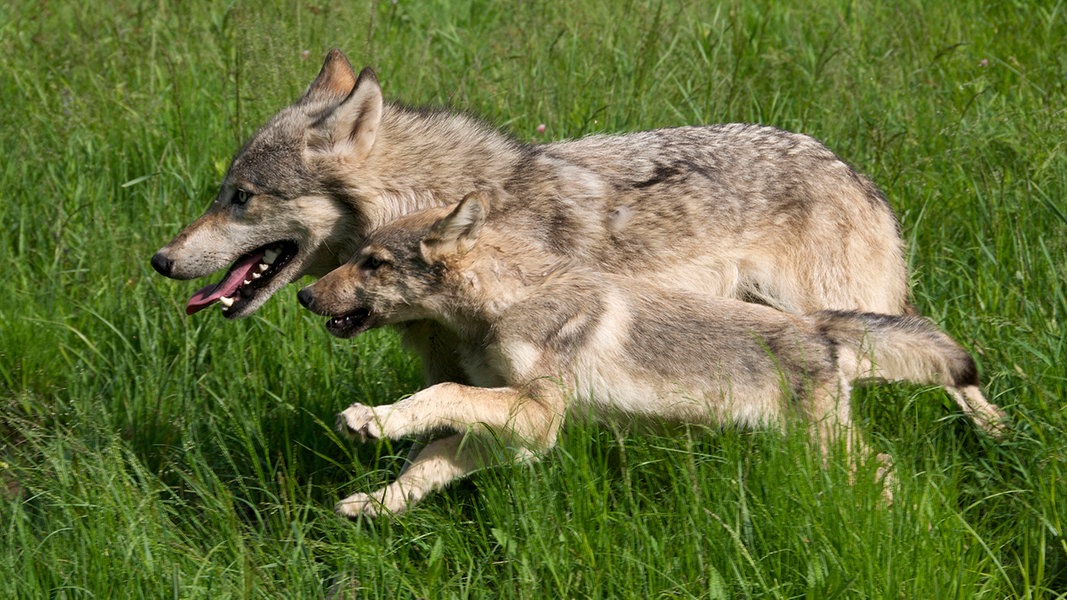 Ein Wolfswelpe sitzt neben seiner Mutter im Gras.