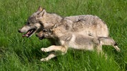 Ein Wolfswelpe sitzt neben seiner Mutter im Gras. © IMAGO / SuperStock 
