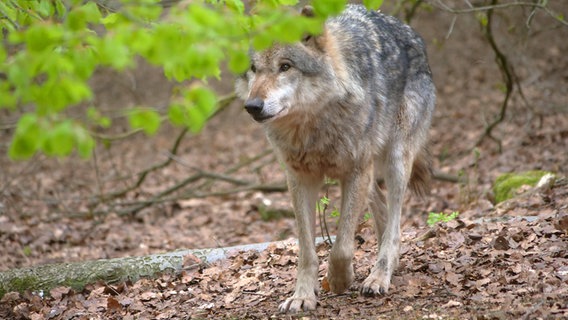 Ein Grauwolf in Deutschland. © IMAGO Foto: Martin Wagner