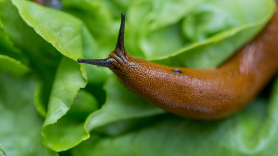 Eine Nahansicht einer Nacktschnecke auf einem Salatblatt. © Colourbox Foto: PetraD