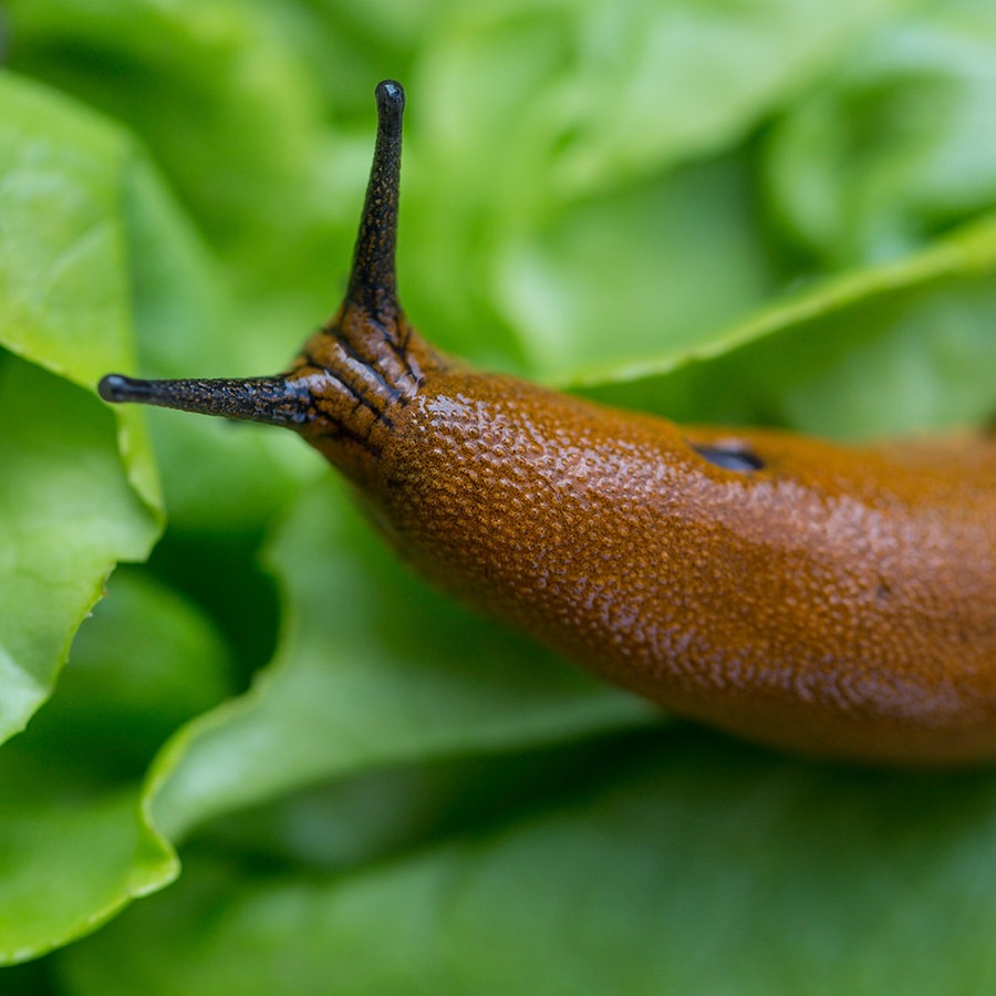 Garten im Herbst: So bekämpfen Sie jetzt Schnecken