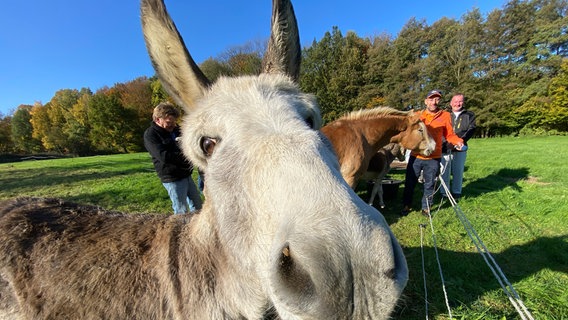 Schorse besucht auf der "Der beste Ort der Welt"-Tour Reinsdorf im Landkreis Schaumburg. © NDR Foto: Bernd Drechsler