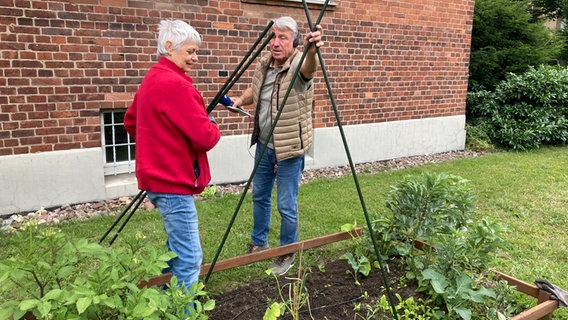 Gartenexpertin Claudia Heger und Redakteuer Ralf Walter stellen eine Rankhilfe für Bohnen auf © NDR Foto: Jessica Schantin