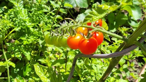 Rote Tomaten im NDR Beet © NDR Foto: Jessica Schantin