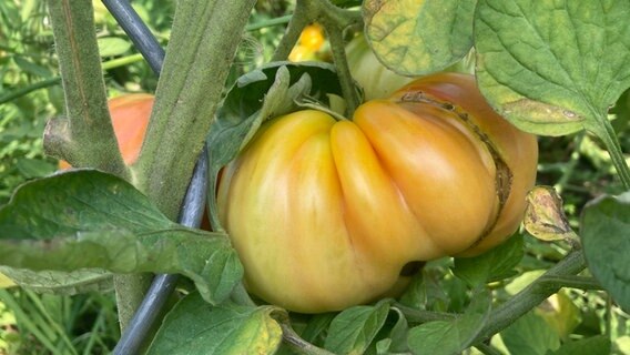 Tomaten im Beet © NDR Foto: Jessica Schantin