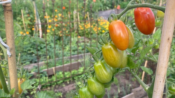 Tomaten im Beet © NDR Foto: Jessica Schantin