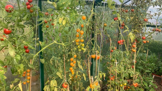 Tomaten im Beet © NDR Foto: Jessica Schantin