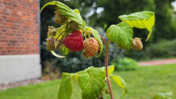 Eine rote Himbeere an einem Strauch © NDR Foto: Jessica Schantin