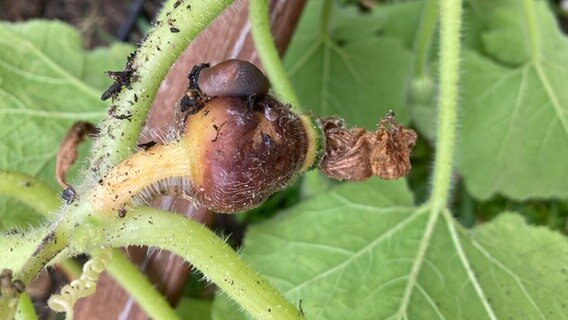 Eine Nacktschnecke auf einer Kürbispflanze. © NDR Foto: Jessica Schantin