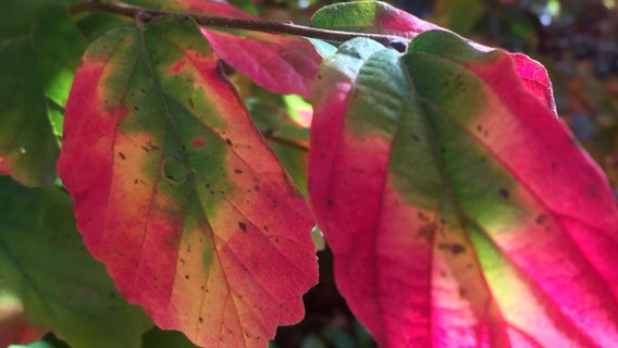 Parrotia Eisenbaum © Stauden Junge Foto: Stauden Junge