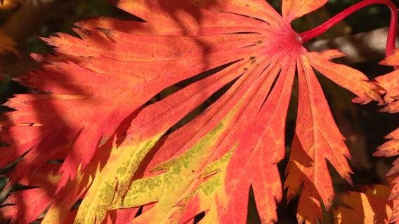 Acer Jap Aconitifolium Ahorn © Stauden Junge Foto: Stauden Junge