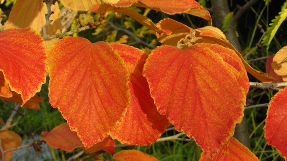 Hamamelis © Stauden Junge Foto: Stauden Junge