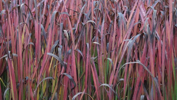 Imperata cylindrica Red Baron © Stauden Junge Foto: Stauden Junge