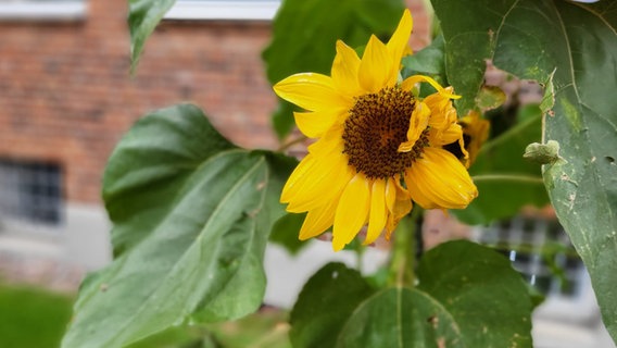 Eine Sonnenblume im NDR Herbstbeet © NDR Foto: Jessica Schantin