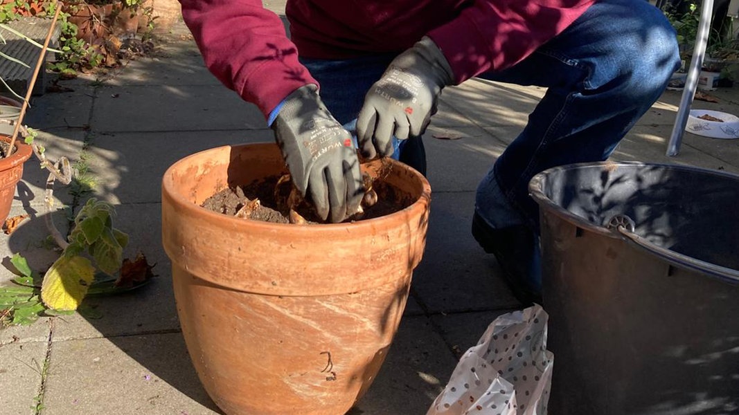 Think about tomorrow today: plant flower bulbs in autumn