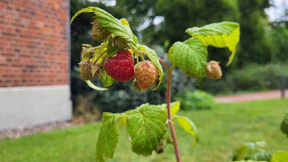 Eine Himbeere im Garten © NDR Foto: Jessica Schantin