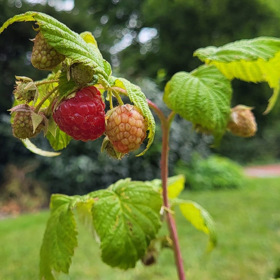 Beerensträucher: Frische Früchte aus dem Garten