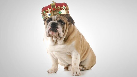 Hund mit Krone © fotolia Foto: Willee Cole