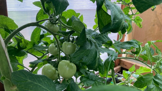 Eine Tomatenpflanze im Aquaponik-System © NDR Foto: Martina Witt