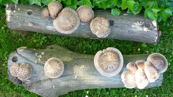 Shiitake-Pilze wachsen auf einem Baumstamm. © Nicola Krämer Foto: Nicola Krämer