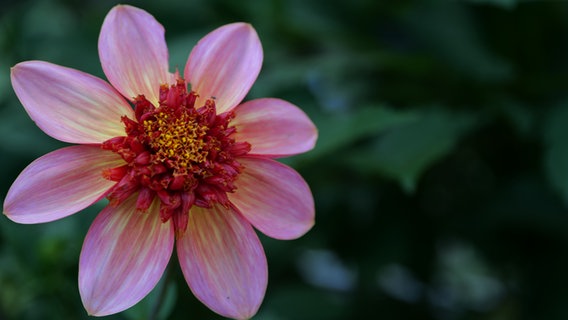 Die Dahlie Anemone Totally Tangerine © NDR Foto: Antonia Hartwich