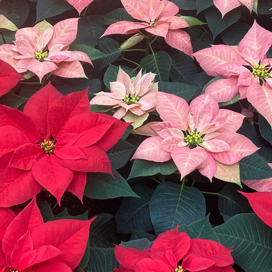 Die richtige Pflege für Weihnachtsstern, Amaryllis und Weihnachtskaktus