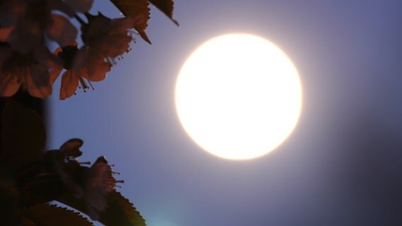 Der Supermond (Vollmond) erstrahlt am dunklen Himmel. © NDR Foto: Tanja Niehoff