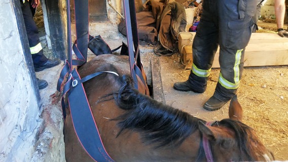 Ein Pferd wird mit einem Kran aus einem Schuppen gehoben © Feuerwehr Celle Foto: Feuerwehr Celle