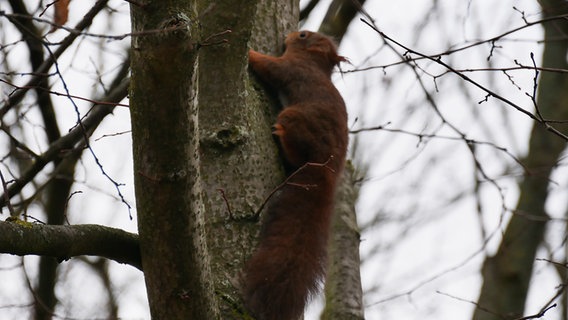 Ein Eichhörnchen auf einem Baum © Feuerwehr Celle Foto: Feuerwehr Celle