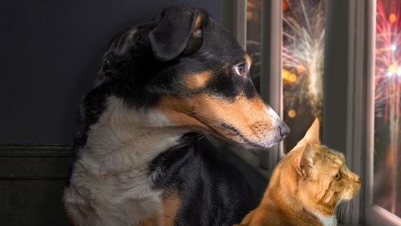 Ein Hund und eine Katze sitzen am Fenster und blicken auf ein Feuerwerk © IMAGO / Depositphotos 