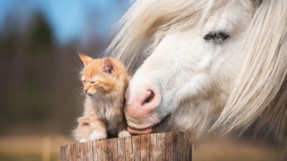 Ein weißes Pony oder Pferd stüpst eine kleine Kaze an, die auf einem Pfosten an der Weide sitzt. © fotolia.com Foto: Grigorita Ko