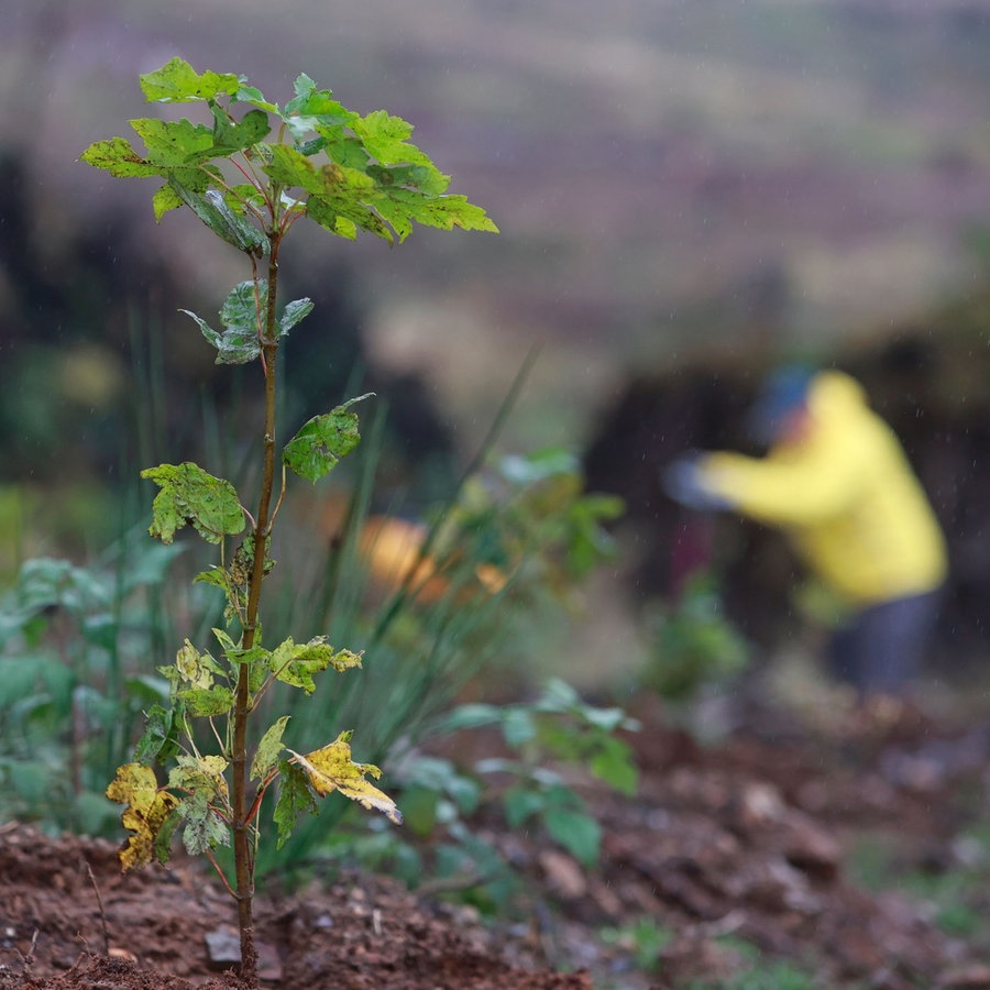 Ein junger Baum in der Erde. © picture alliance/dpa Foto: Matthias Bein