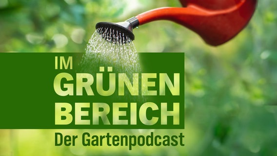 Gießkanne bewässert Pflanzen vor grünem Hintergrund. Im Bildtext steht: „Im grünen Bereich – Der Gartenpodcast“ in großen grünen Buchstaben. © istock/getty images 