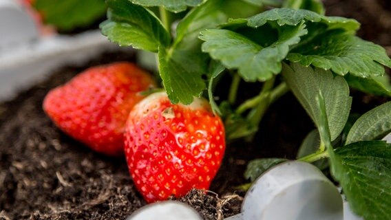 Erdbeeren Pflanzen Auch Im Fruhling Moglich Ndr De Ratgeber Garten Nutzpflanzen