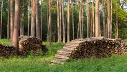 Auf einer Waldlichtung liegen Holzscheite. © Fotolia.com Foto: Himmelssturm