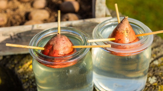 Aufgespießte Süßkartoffelstücke hängen in einem Glas mit Wasser © NDR Foto: Udo Tanske