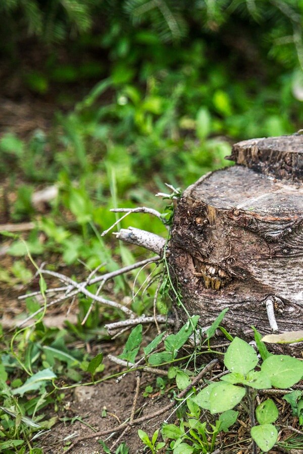 Baumstumpf Entfernen Drei Methoden Ndr De Ratgeber Garten