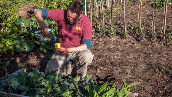 Womit Lasst Sich Gemuse Biologisch Dungen Ndr De Ratgeber