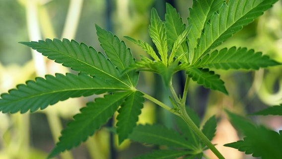 Eine junge Cannabispflanze in einer Nahaufnahme. © NDR Foto: Anja Deuble
