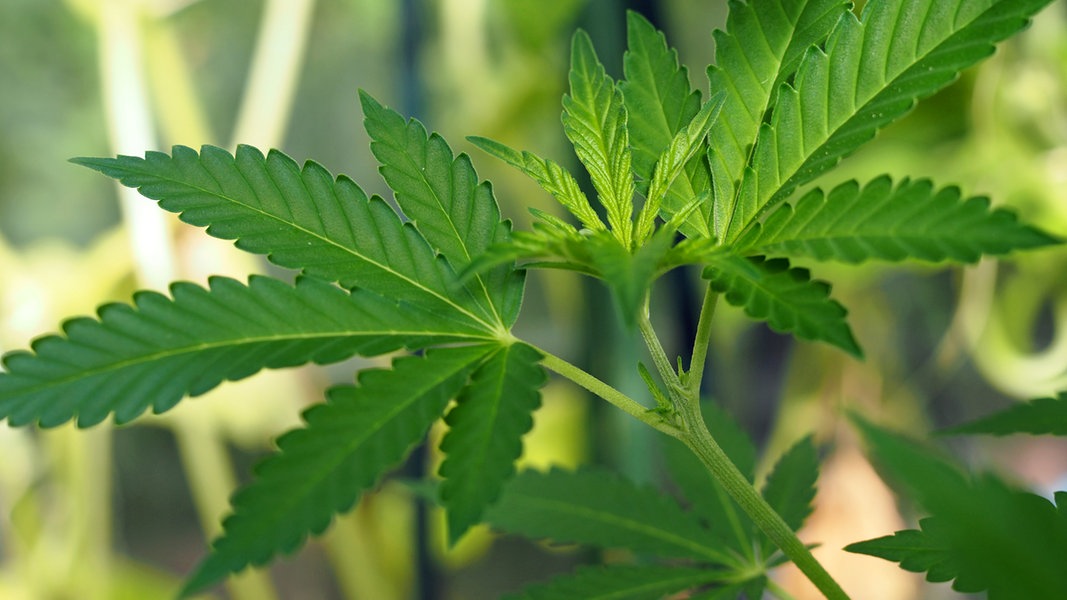 Eine junge Cannabispflanze in einer Nahaufnahme. 