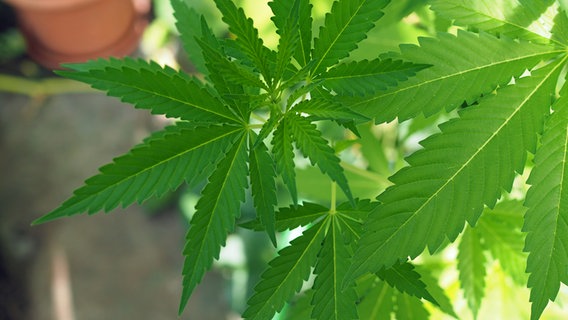 Eine junge Cannabispflanze in einer Nahaufnahme. © NDR Foto: Anja Deuble