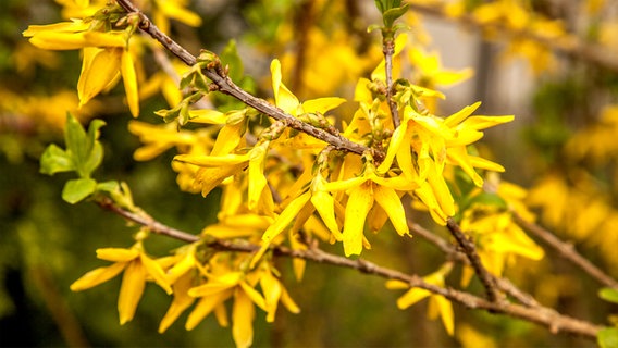 Blüten an einem Forsythienzweig © NDR Foto: Udo Tanske