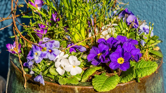 Lila- und weißfarbene Stiefmütterchen, Krokusse und blaue Primeln in einem Blumenkübel. © NDR Foto: Udo Tanske