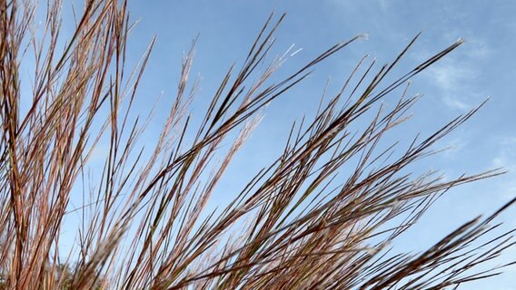 Gartentipps Fur Februar Ndr De Ratgeber Garten Gartenkalender