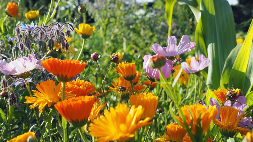 Den Garten dem Klimawandel anpassen NDR.de Ratgeber