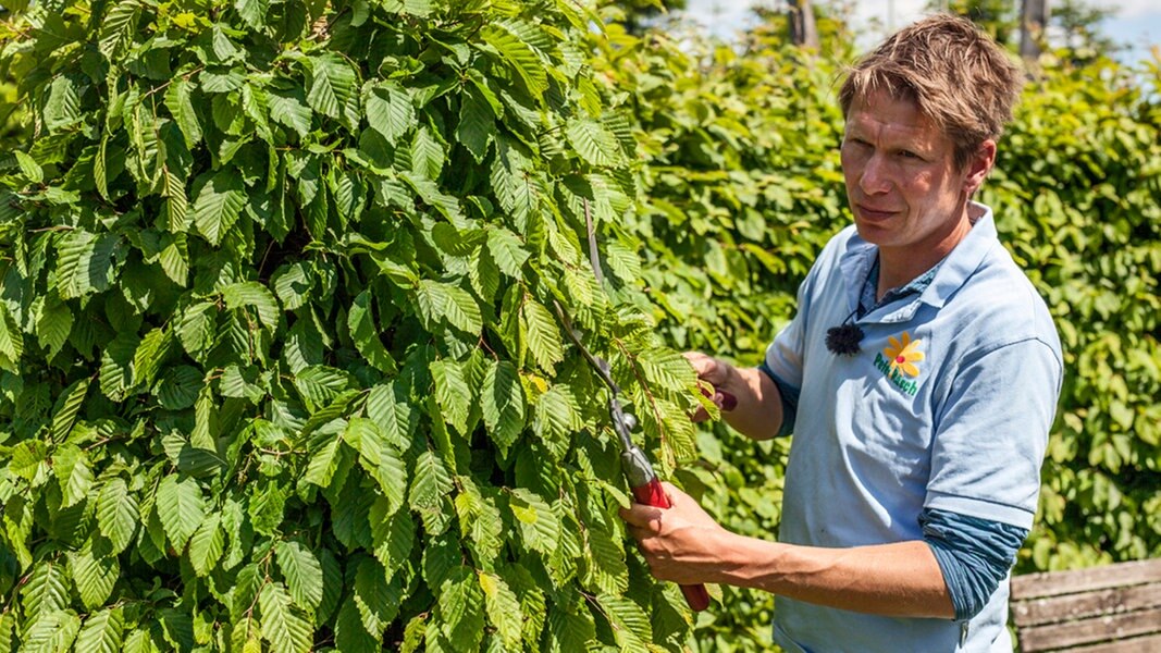 Peter Rasch beantwortet GartenFragen NDR.de Ratgeber