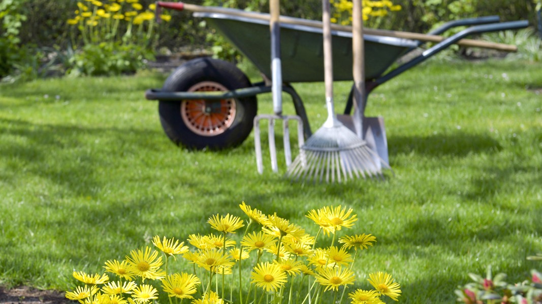 Mit Stauden gelbe Akzente im Garten setzen NDR.de