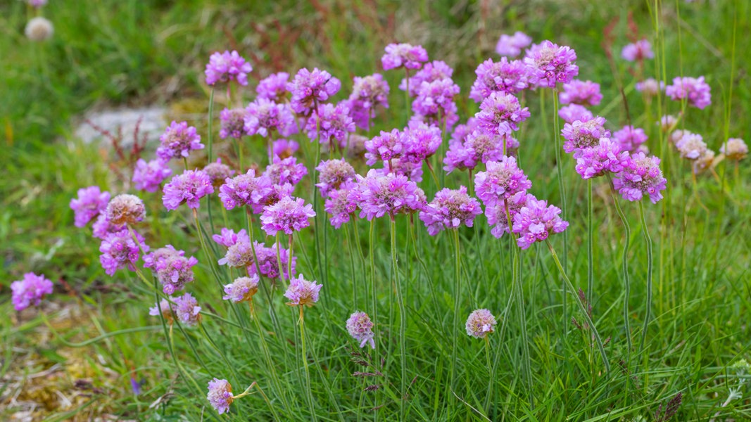 Blume des Jahres 2024 ist die Grasnelke NDR.de Ratgeber Garten