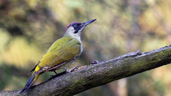 Ein Grünspecht-Weibchen sitzt auf einem Ast © picture alliance / blickwinkel/M. Woike | M. Woike 